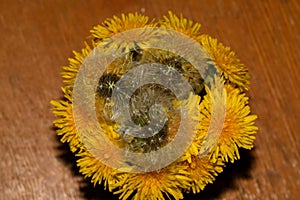 Yellow dandelions in a glass
