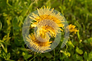 Yellow dandelions in grass, close-up. Top view of dandelion flowers for poster, calendar, post, screensaver, wallpaper