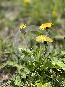Yellow dandelions in the grass photo