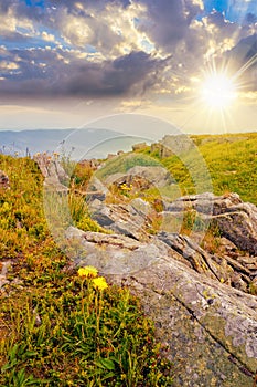 yellow dandelions in the grass among the huge rocks on hillside in high mountains at sunset