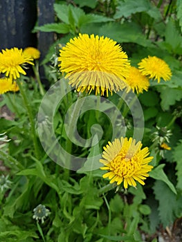 Yellow dandelions in the green grass