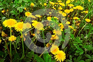 Yellow dandelions