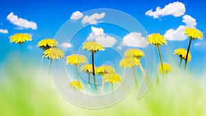 Yellow dandelions in a green grass against the background of the blue sky with clouds. Natural summer spring background. Artistic