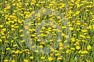 Yellow dandelions on green grass