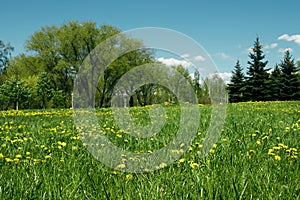 Yellow dandelions on a green lawn, green field and blue sky