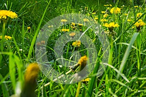 Yellow dandelions in a green meadow