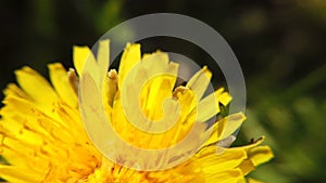 Yellow dandelions on green meadow in springtime. Beautiful yellow dandelion blossoms