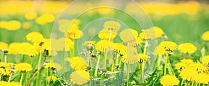 Yellow dandelions on a green meadow. Summer flower background. Banner