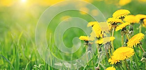 Yellow dandelions on a green meadow. Summer flower background. Banner