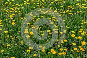 Yellow dandelions in the green spring meadow at cloudy daylight, full frame season specific background