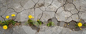 Yellow dandelions growing through cracked pavement