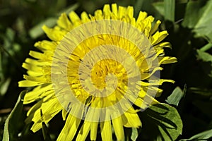 Yellow dandelions growing on spring meadow