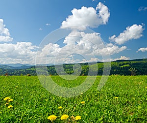 Yellow dandelions on meadow