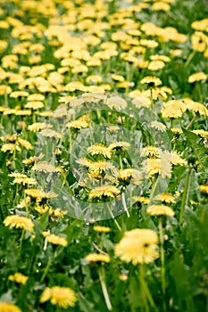 Yellow dandelions meadow background. Toned. Day time.