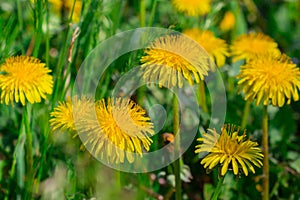 Yellow dandelions. Meadow with dandelions on a sunny day. dandelions in spring.