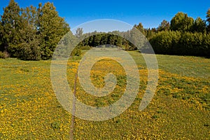 Yellow dandelions in a meadow near the forest View from the top. There is room for text. Photo from the drone