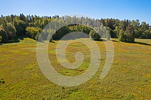 Yellow dandelions in a meadow near the forest View from the top. There is room for text. Photo from the drone