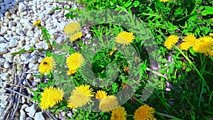 Yellow dandelions in the meadow on a spring day