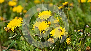 Yellow dandelions meadow in springtime. Bee collecting honey on yellow flower. Spring background. Taraxacum officinale