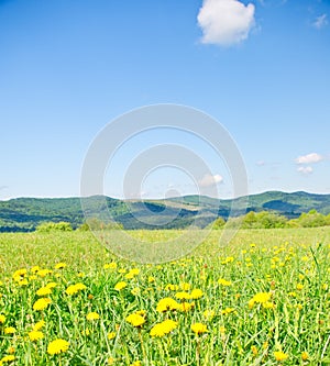 Yellow dandelions in the mountains