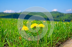 Yellow dandelions in the mountains in the spring