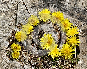 Denti di leone d'oro spirale 