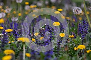 Yellow dandelions and purple flowers field. Colorful spring landscape. Nature wild meadow flowers background