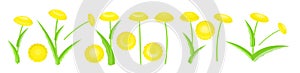 Yellow dandelions set. Isolated vector illustration. Wild meadow flowers. Cartoon style.