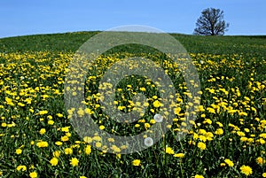 Yellow dandelions in spring