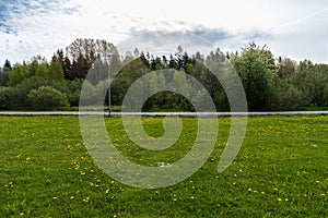 Yellow dandelions. Spring flowers. Beautiful bright yellow dandelions bloomed in the meadow. Amazing panorama of blooming fields