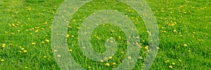 Yellow dandelions. Spring flowers. Beautiful bright yellow dandelions bloomed in the meadow. Amazing panorama of blooming fields