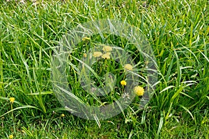 Yellow dandelions. Spring flowers. Beautiful bright yellow dandelions bloomed in the meadow. Amazing panorama of blooming fields