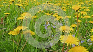 Yellow dandelions, spring green grass in a beautiful meadow. Green meadow with bright yellow dandelions. Close up.