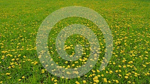 Yellow dandelions, spring green grass in a beautiful meadow. Green meadow with bright yellow dandelions. Wide shot.