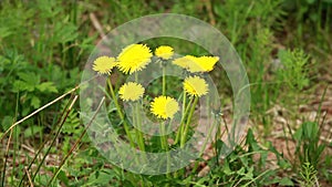 Yellow dandelions spring primroses in the forest