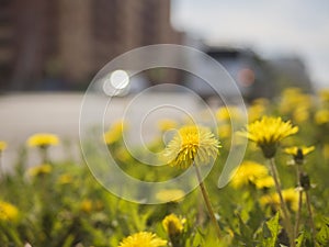 Yellow dandelions in the sun against a bokeh