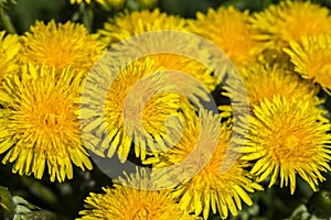 Yellow dandelions