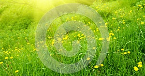 Yellow dandelions and sunlight