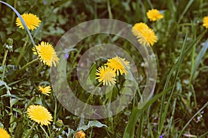 Yellow dandelions on a sunlit lawn on a summer day close-up. Retro style toned