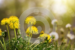 Yellow dandelions in sunny meadow