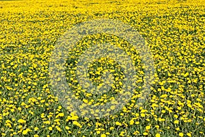 Yellow dandelions (taraxacum) in the meadow