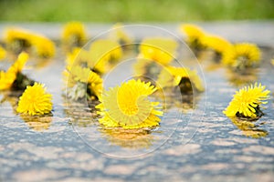 Yellow dandelions in water on stone