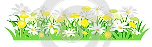 Yellow dandelions and white daisies.  Isolated vector illustration. Wild meadow flowers. Cartoon style.. Spring grass and flowers.