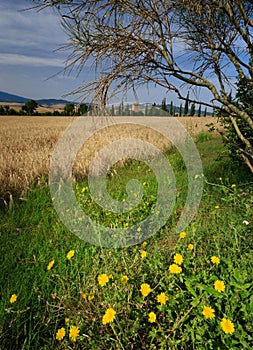 Yellow dandilions surround fields of wheat in Tuscany, Italy