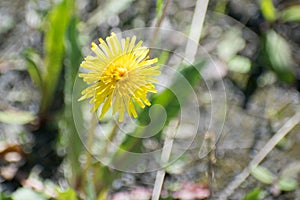 Dandy lion bloom close up in the wild