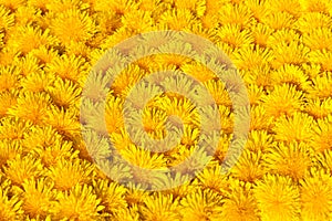 Yellow dandylion flowers