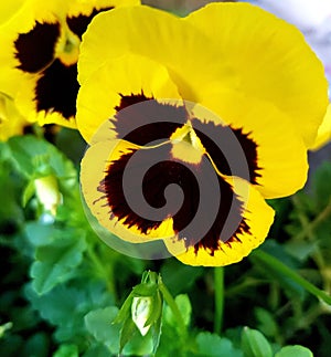 Yellow And dark brown pansy with yellow centre