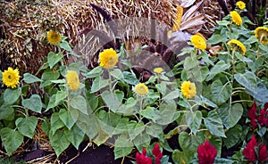 Yellow and Dark Red Flowers  Close to a Hay - Thanksgiving