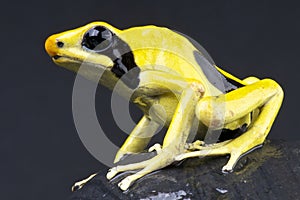 Yellow dart frog / Dendrobates tinctorius
