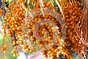 yellow dates berries on palm tree closeup photo in Spanish park